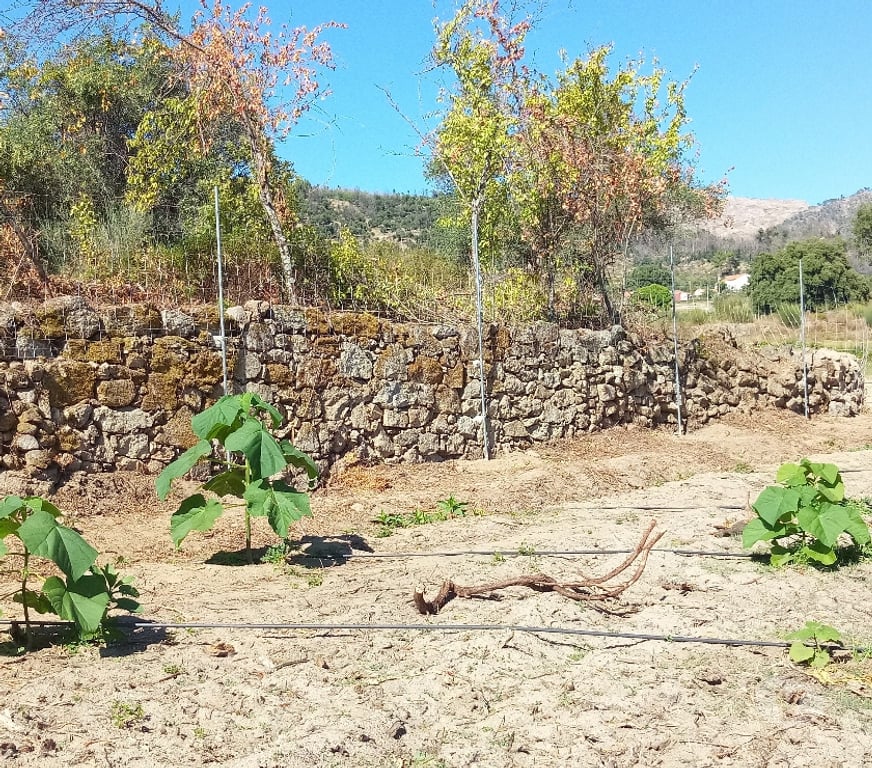 Terrain à vendre Portugal - Photos Vivastreet Terrain 1.3 Ha Avec Ruisseau Constructible - Zero Pesticides