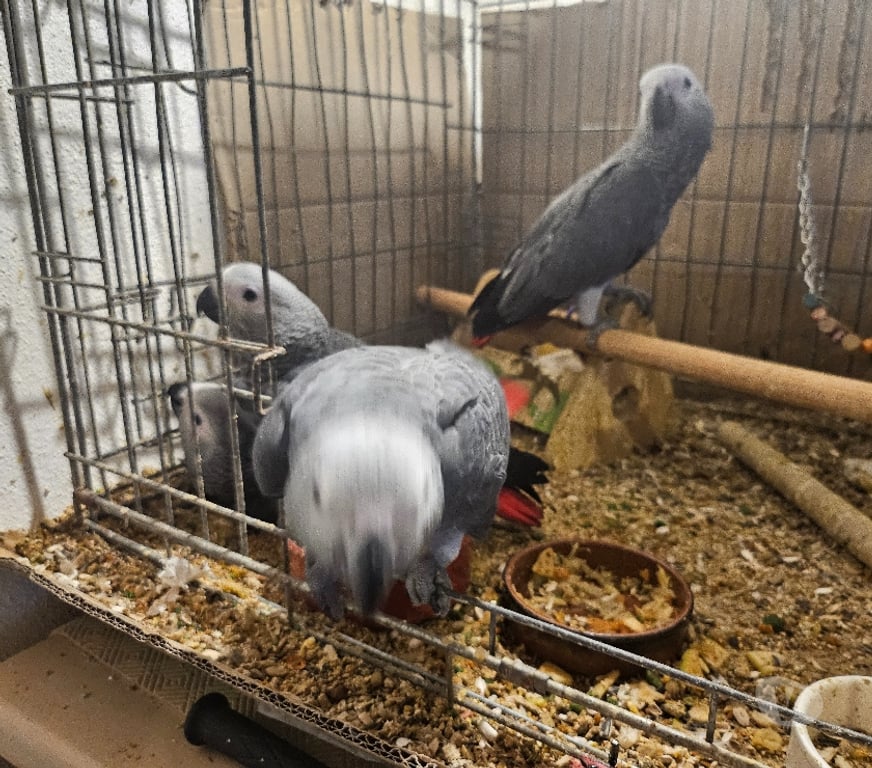 Vente Haute-Loire Tence - 43190 - Photos Vivastreet 4 bébés gris du Gabon eau non sexués