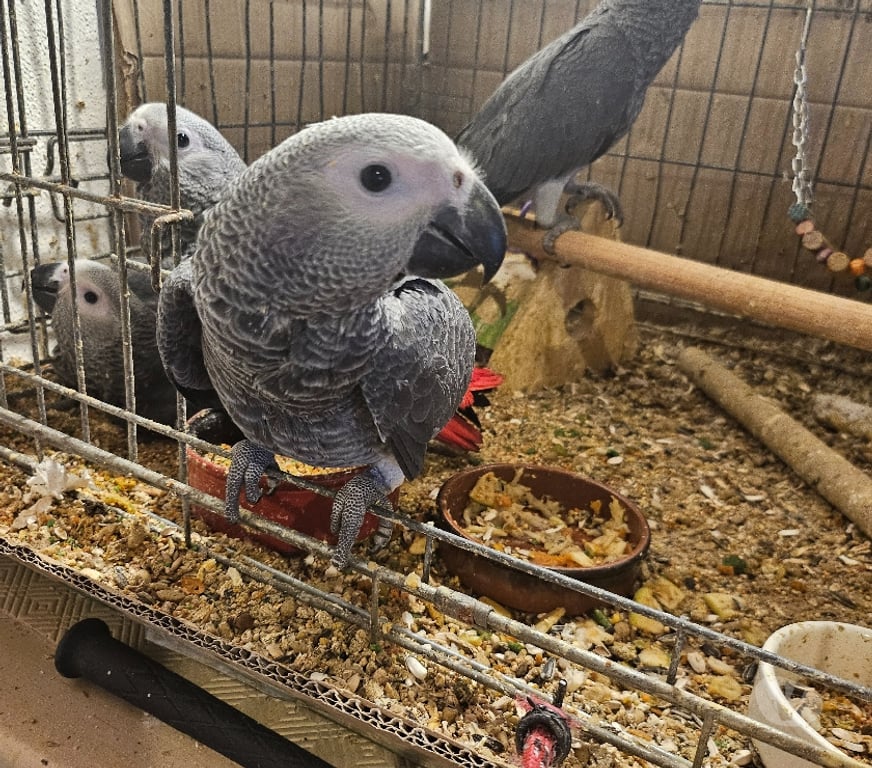 Vente Haute-Loire Tence - 43190 - Photos Vivastreet 4 bébés gris du Gabon eau non sexués