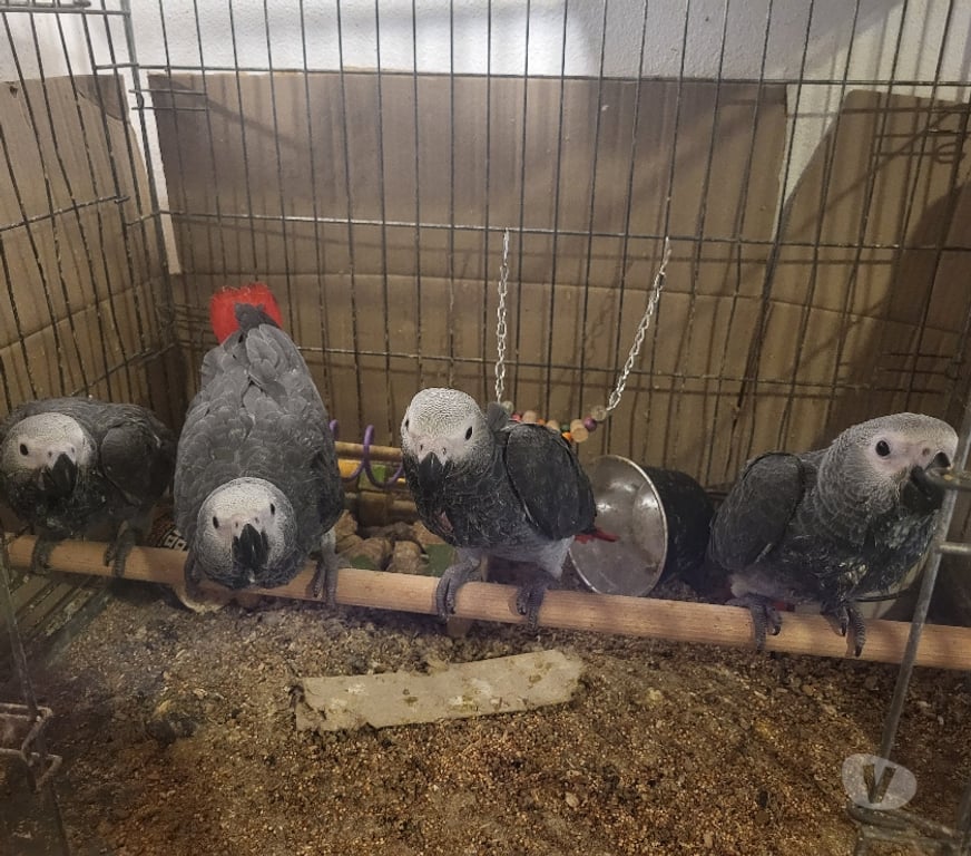 Vente Haute-Loire Tence - 43190 - Photos Vivastreet 4 bébés gris du Gabon eau non sexués