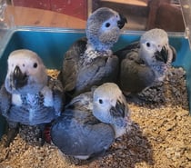 4 bébés gris du Gabon eau non sexués