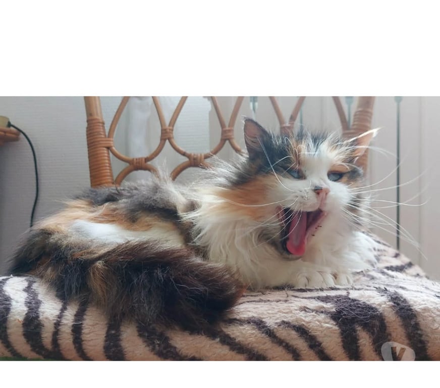 Don animaux Aude Carcassonne - Photos Vivastreet Charlie chatte calme et gentille 10 ans cherche famille