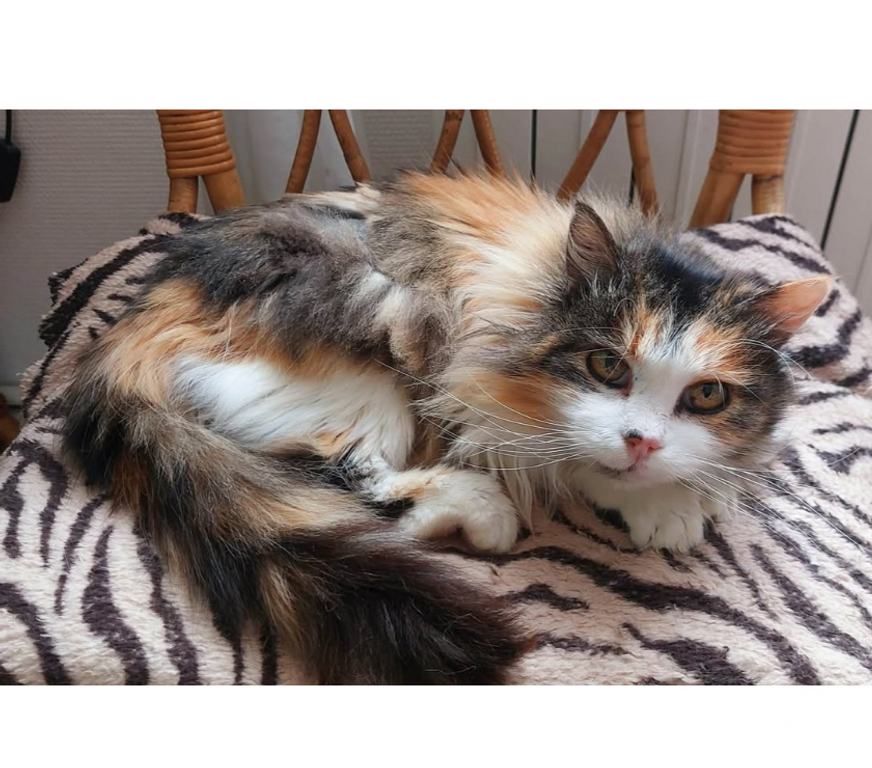 Don animaux Aude Carcassonne - Photos Vivastreet Charlie chatte calme et gentille 10 ans cherche famille