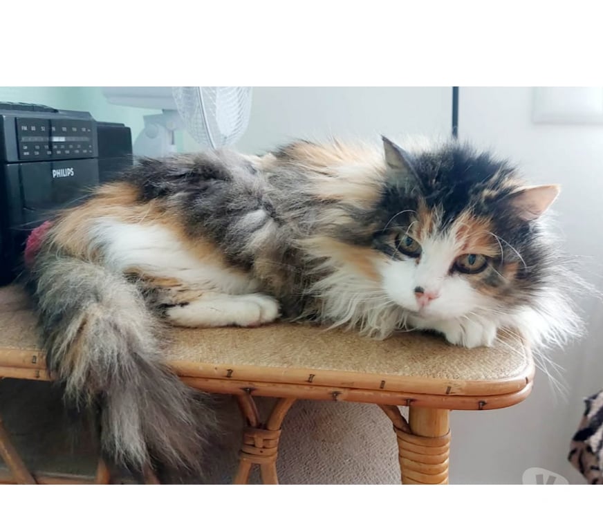 Don animaux Aude Carcassonne - Photos Vivastreet Charlie chatte calme et gentille 10 ans cherche famille