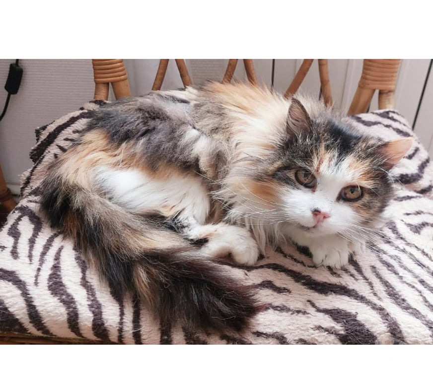 Don animaux Aude Carcassonne - Photos Vivastreet Charlie chatte calme et gentille 10 ans cherche famille