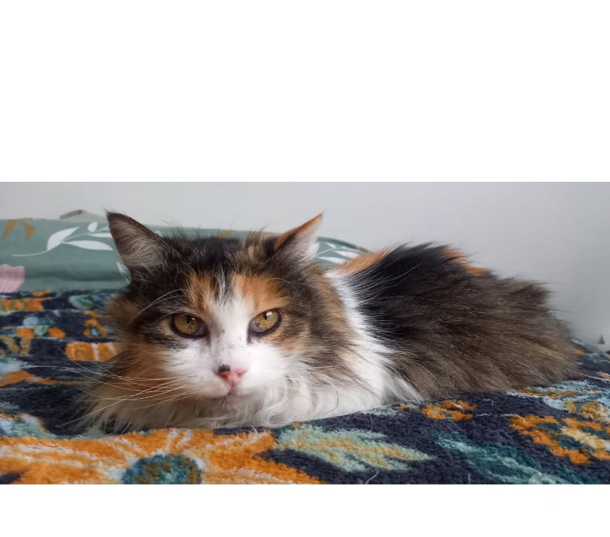 Don animaux Aude Carcassonne - Photos Vivastreet Charlie chatte calme et gentille 10 ans cherche famille