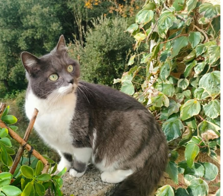 Don animaux Aude Carcassonne - Photos Vivastreet Tichou chatte 5 ans tres gentille et caline a adopter