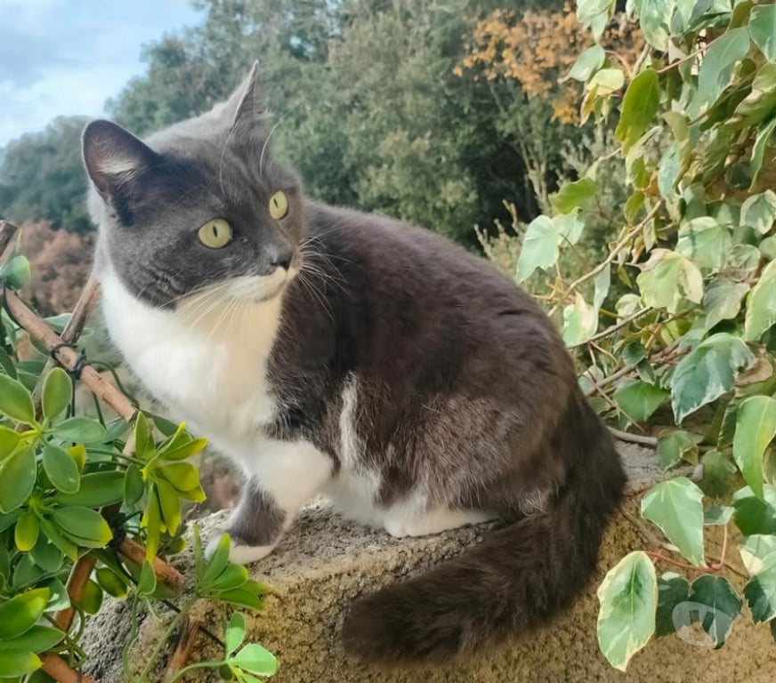 Don animaux Aude Carcassonne - Photos Vivastreet Tichou chatte 5 ans tres gentille et caline a adopter
