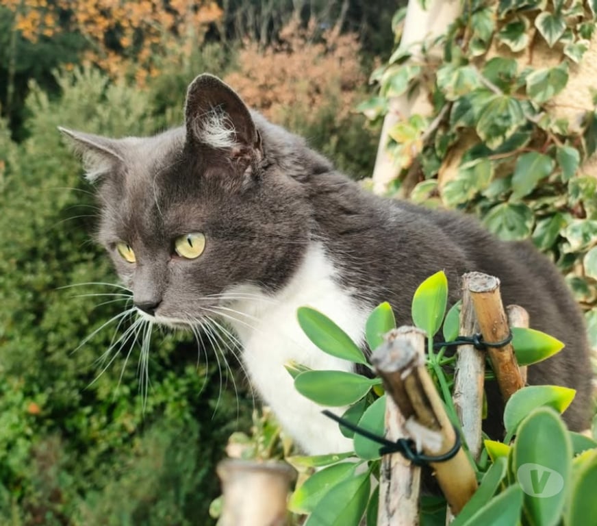 Don animaux Aude Carcassonne - Photos Vivastreet Tichou chatte 5 ans tres gentille et caline a adopter