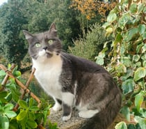 Tichou chatte 5 ans tres gentille et caline a adopter