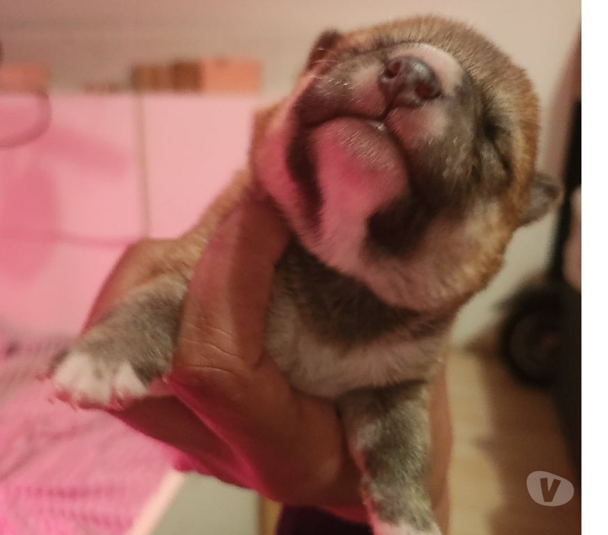 Vente Manche Nehou - 50390 - Photos Vivastreet Chiots shiba inu lof