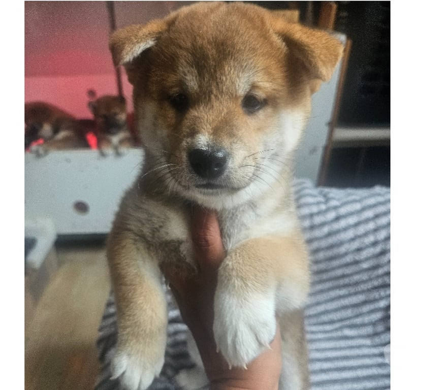 Vente Manche Nehou - 50390 - Photos Vivastreet 1 chiot shiba inu lof mâle disponible