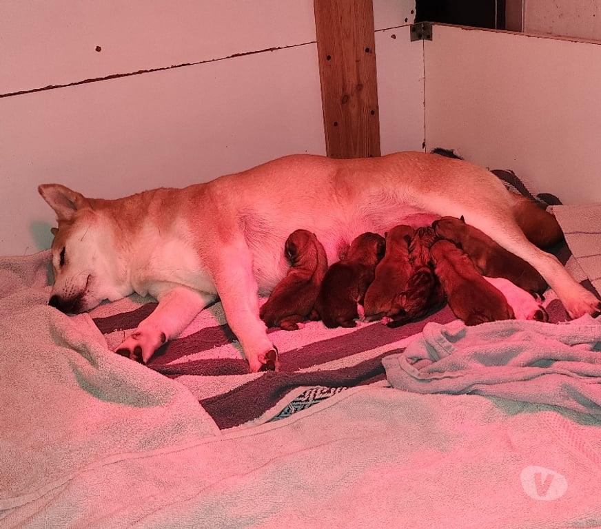 Vente Manche Nehou - 50390 - Photos Vivastreet Chiots shiba inu lof