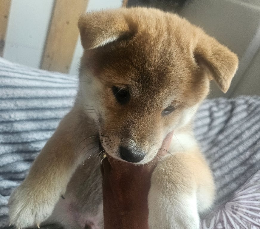 Vente Manche Nehou - 50390 - Photos Vivastreet 1 chiot shiba inu lof mâle disponible