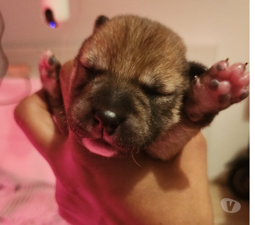 Vente Manche Nehou - 50390 - Photos Vivastreet Chiots shiba inu lof