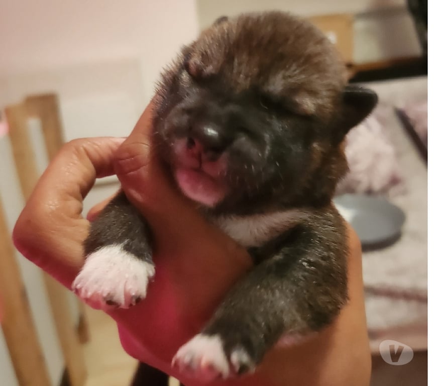 Vente Manche Nehou - 50390 - Photos Vivastreet Chiots shiba inu lof