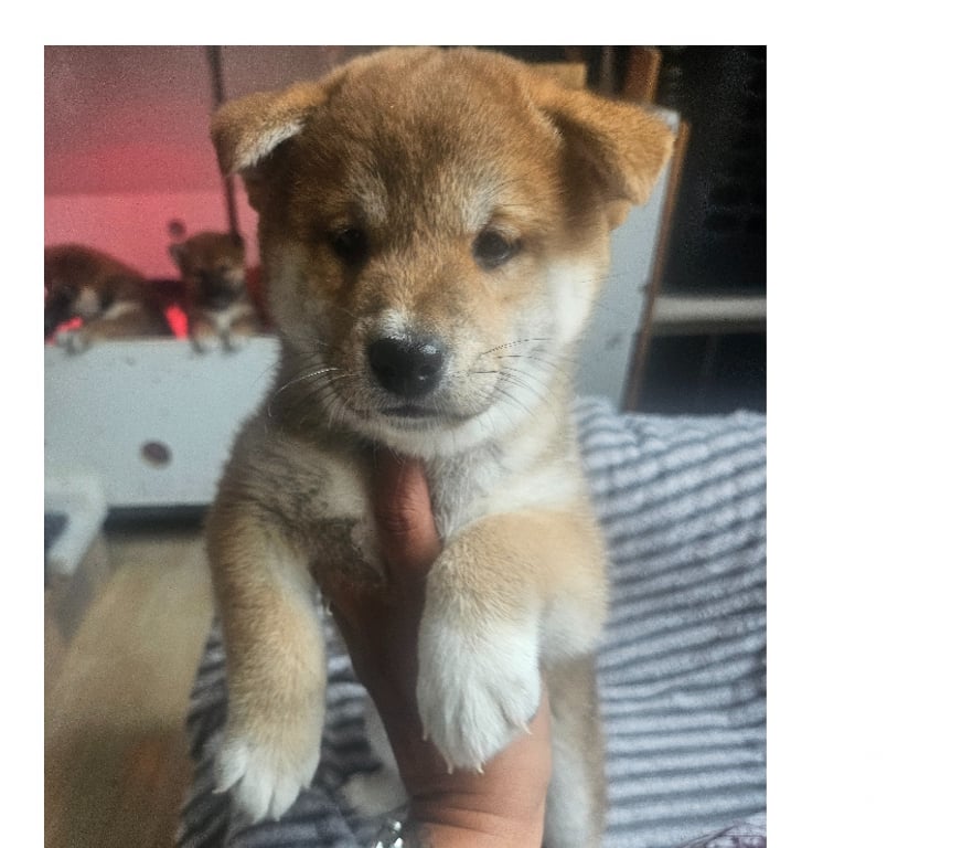 Vente Manche Nehou - 50390 - Photos Vivastreet 1 chiot shiba inu lof mâle disponible