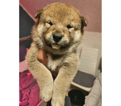 Photos Vivastreet Chiots shiba inu lof