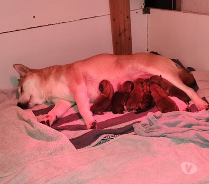 Photos Vivastreet Chiots shiba inu lof