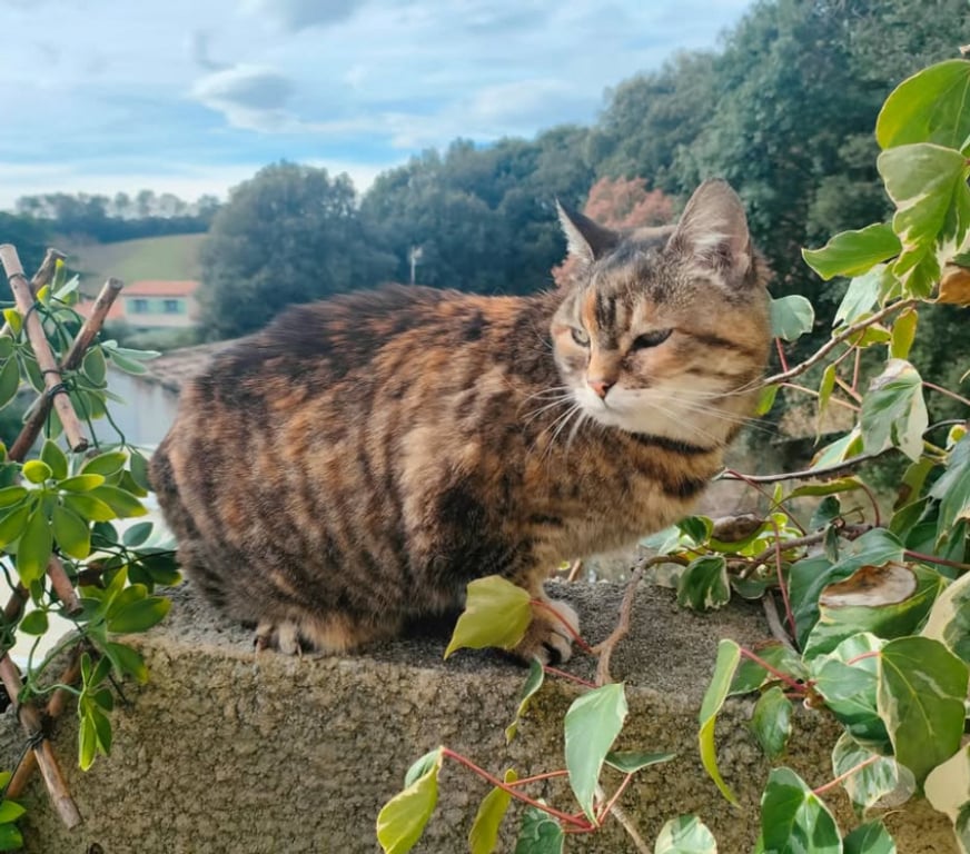 Don animaux Aude Carcassonne - Photos Vivastreet Suchi gentille chatte caline de 5 ans cherche adoptants