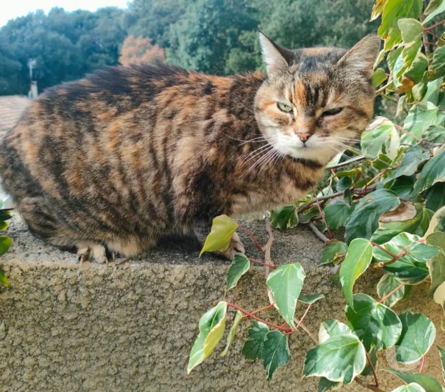 Don animaux Aude Carcassonne - Photos Vivastreet Suchi gentille chatte caline de 5 ans cherche adoptants