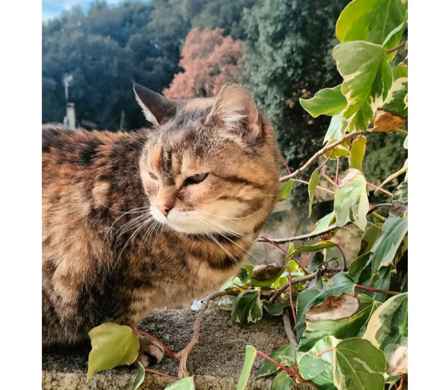 Don animaux Aude Carcassonne - Photos Vivastreet Suchi gentille chatte caline de 5 ans cherche adoptants