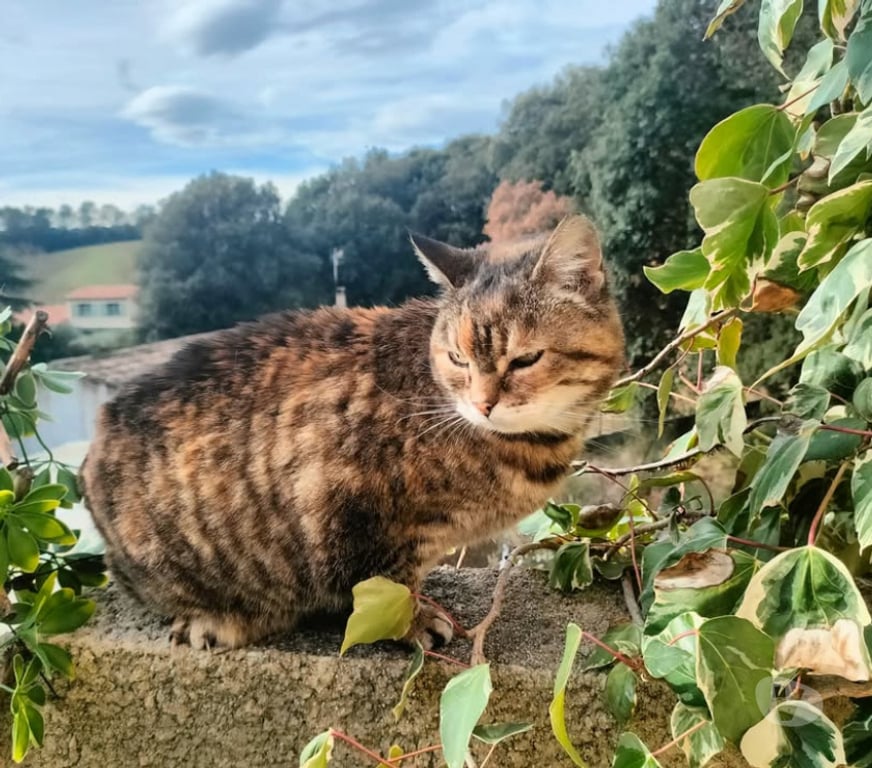 Don animaux Aude Carcassonne - Photos Vivastreet Suchi gentille chatte caline de 5 ans cherche adoptants
