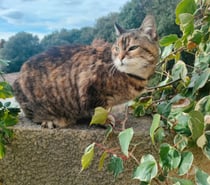 Suchi gentille chatte caline de 5 ans cherche adoptants