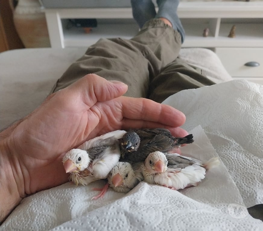 Vente Drôme Pierrelatte - 26700 - Photos Vivastreet Bébés paddas apprivoisés