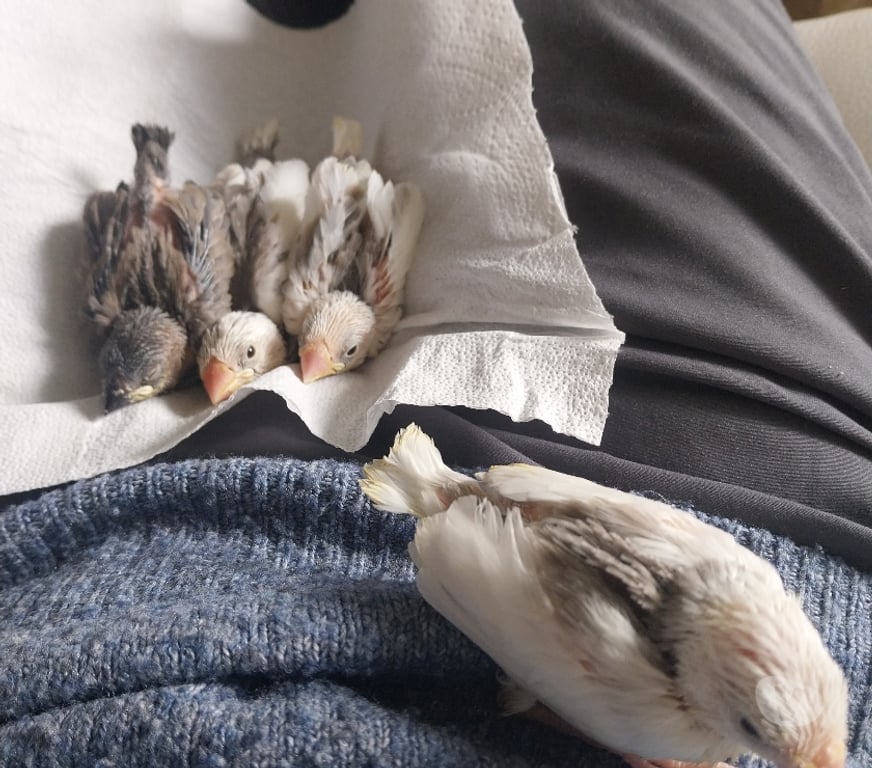 Vente Drôme Pierrelatte - 26700 - Photos Vivastreet Bébés paddas apprivoisés