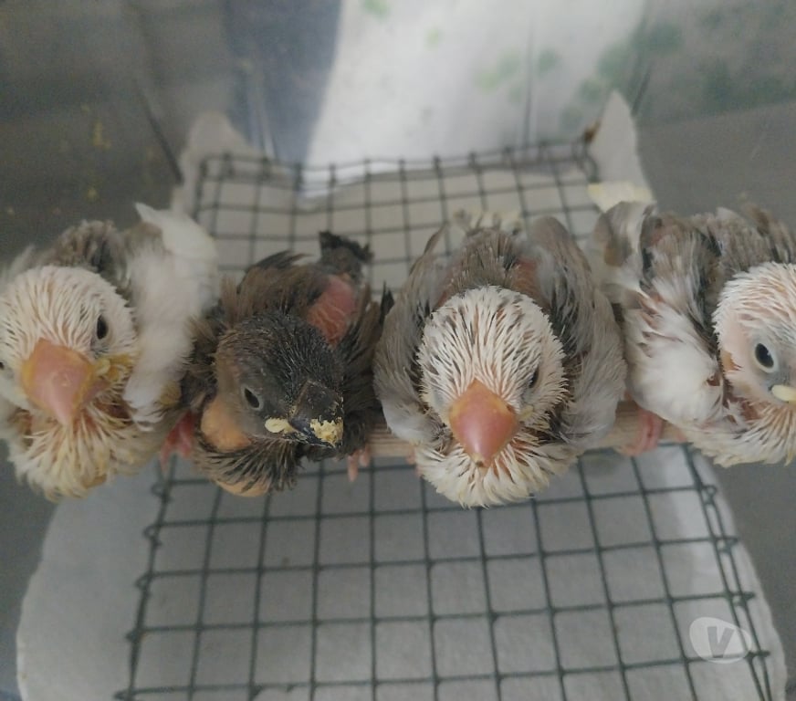 Vente Drôme Pierrelatte - 26700 - Photos Vivastreet Bébés paddas apprivoisés