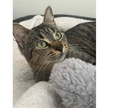 Adoption animaux Carcassonne Carcassonne - Photos Vivastreet Gaia jeune chatte 1 an tres gentille et caline