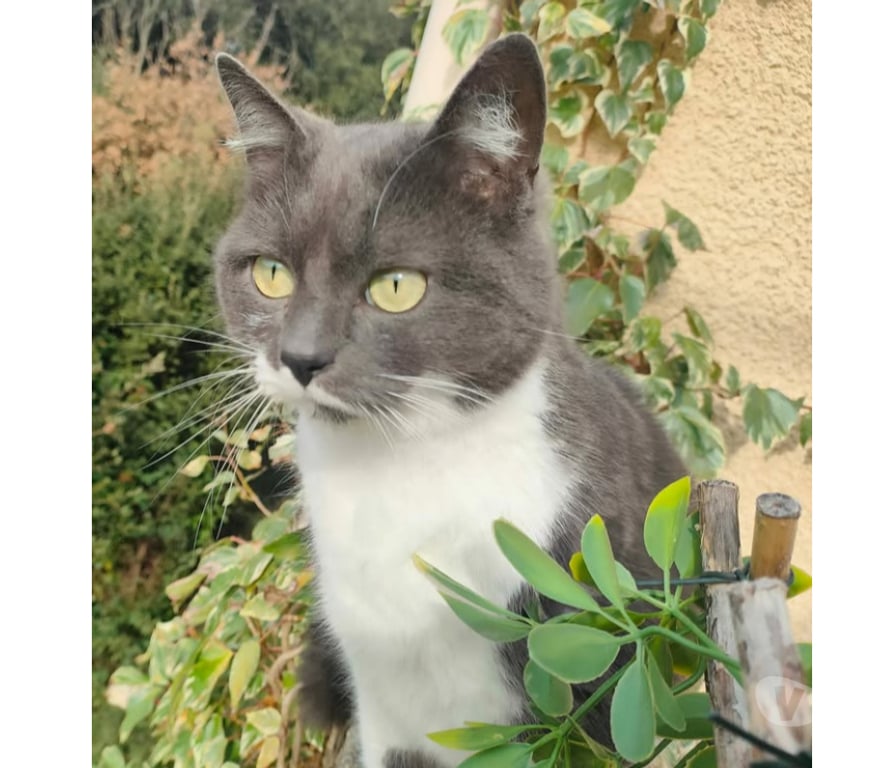 Don animaux Aude Carcassonne - Photos Vivastreet Tichou chatte 5 ans tres gentille et caline a adopter