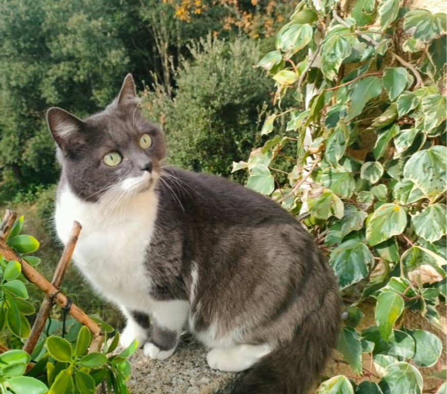 Don animaux Aude Carcassonne - Photos Vivastreet Tichou chatte 5 ans tres gentille et caline a adopter