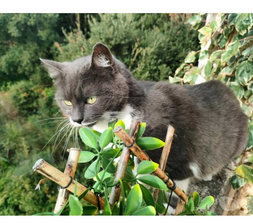 Don animaux Aude Carcassonne - Photos Vivastreet Tichou chatte 5 ans tres gentille et caline a adopter