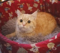 Nuggetse chatte rousse 10 mois cherche adoptants