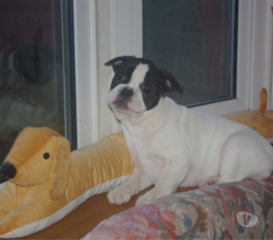 Vente Pas-de-Calais Ste Marie Kerque - 62370 - Photos Vivastreet adorables chiots bouledogue français