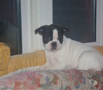 adorables chiots bouledogue français