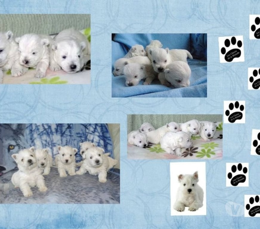 Vente Pas-de-Calais Ste Marie Kerque - 62370 - Photos Vivastreet adorables chiots westie