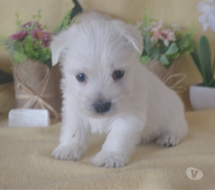 Vente Pas-de-Calais Ste Marie Kerque - 62370 - Photos Vivastreet adorables chiots westie
