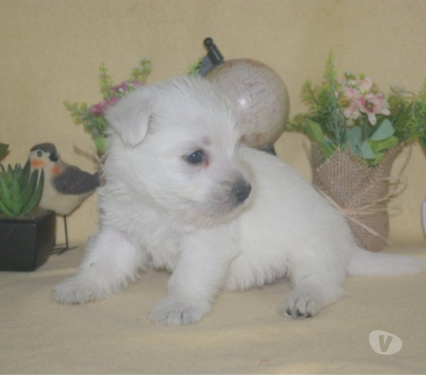 Vente Pas-de-Calais Ste Marie Kerque - 62370 - Photos Vivastreet adorables chiots westie