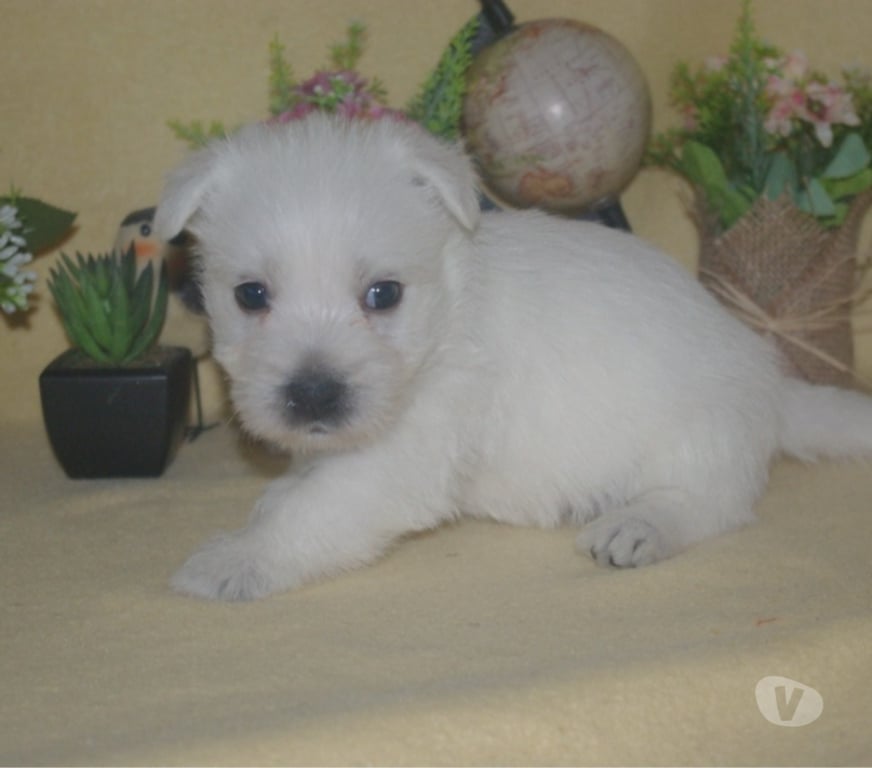 Vente Pas-de-Calais Ste Marie Kerque - 62370 - Photos Vivastreet adorables chiots westie