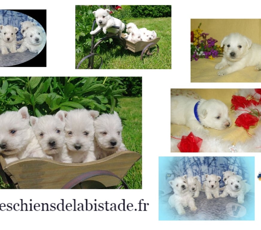 Vente Pas-de-Calais Ste Marie Kerque - 62370 - Photos Vivastreet adorables chiots westie