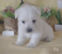 adorables chiots westie