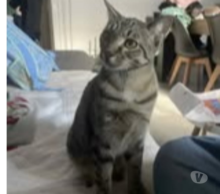 Don animaux Drôme Suze la Rousse - 26790 - Photos Vivastreet Chat KAI à l adoption