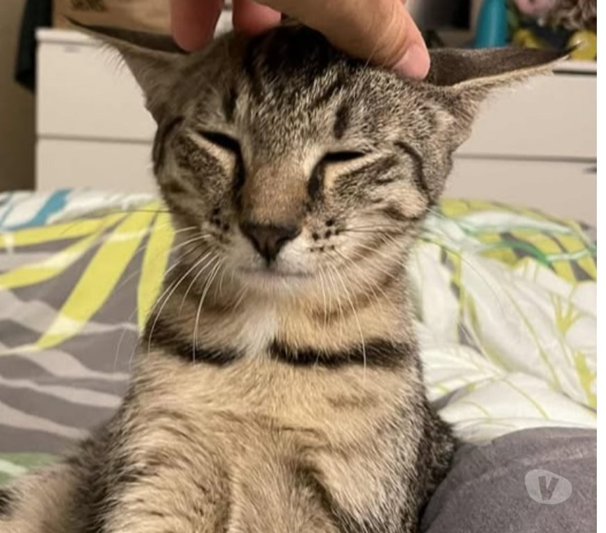 Don animaux Drôme Suze la Rousse - 26790 - Photos Vivastreet Chat KAI à l adoption