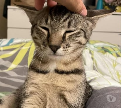 Don animaux Suze la Rousse Drôme - Photos Vivastreet Chat KAI à l adoption