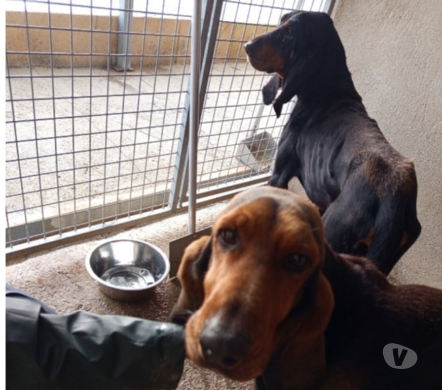 Don animaux Bouches-du-Rhône Marseille - Photos Vivastreet Chien ELVISetCARLOS à l adoption