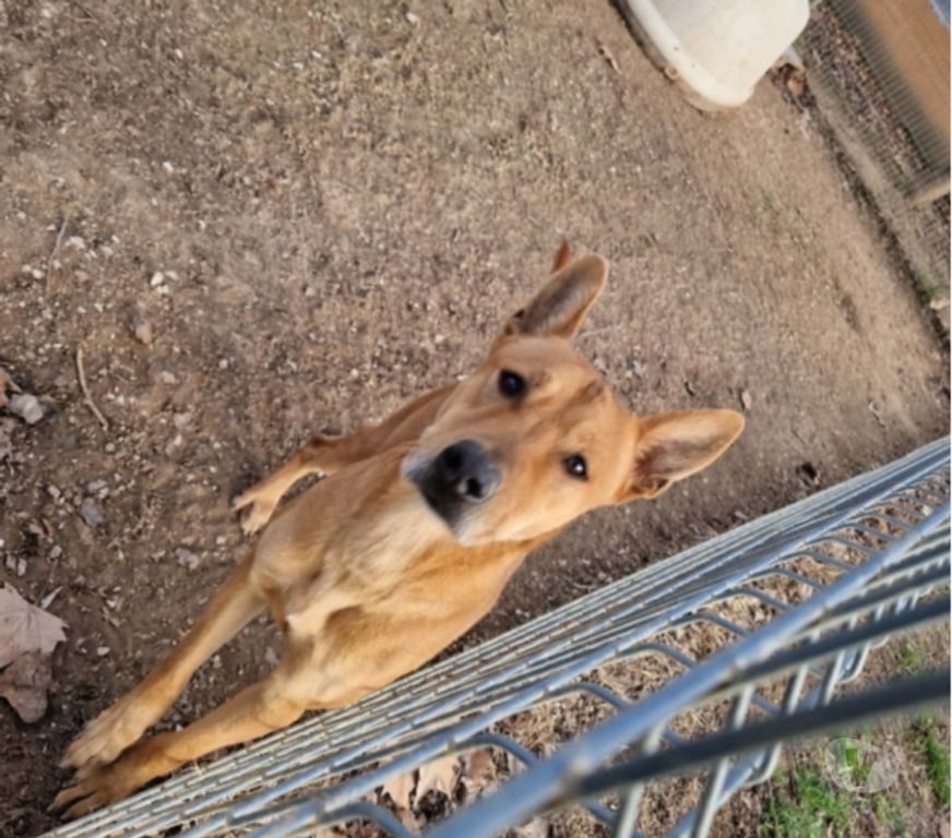 Don animaux Bouches-du-Rhône Marseille - Photos Vivastreet Chien ERNEST à l adoption