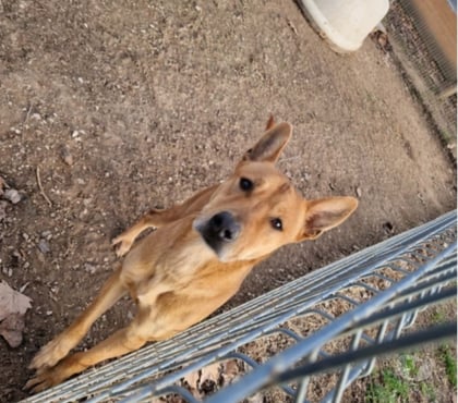 Adoption animaux Marseille Marseille - Photos Vivastreet Chien ERNEST à l adoption